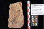 Foto (Objekt + Etikett) von Quercus palaeoilex Ettingshausen (NHMW-GEO-2024-0188-0742)